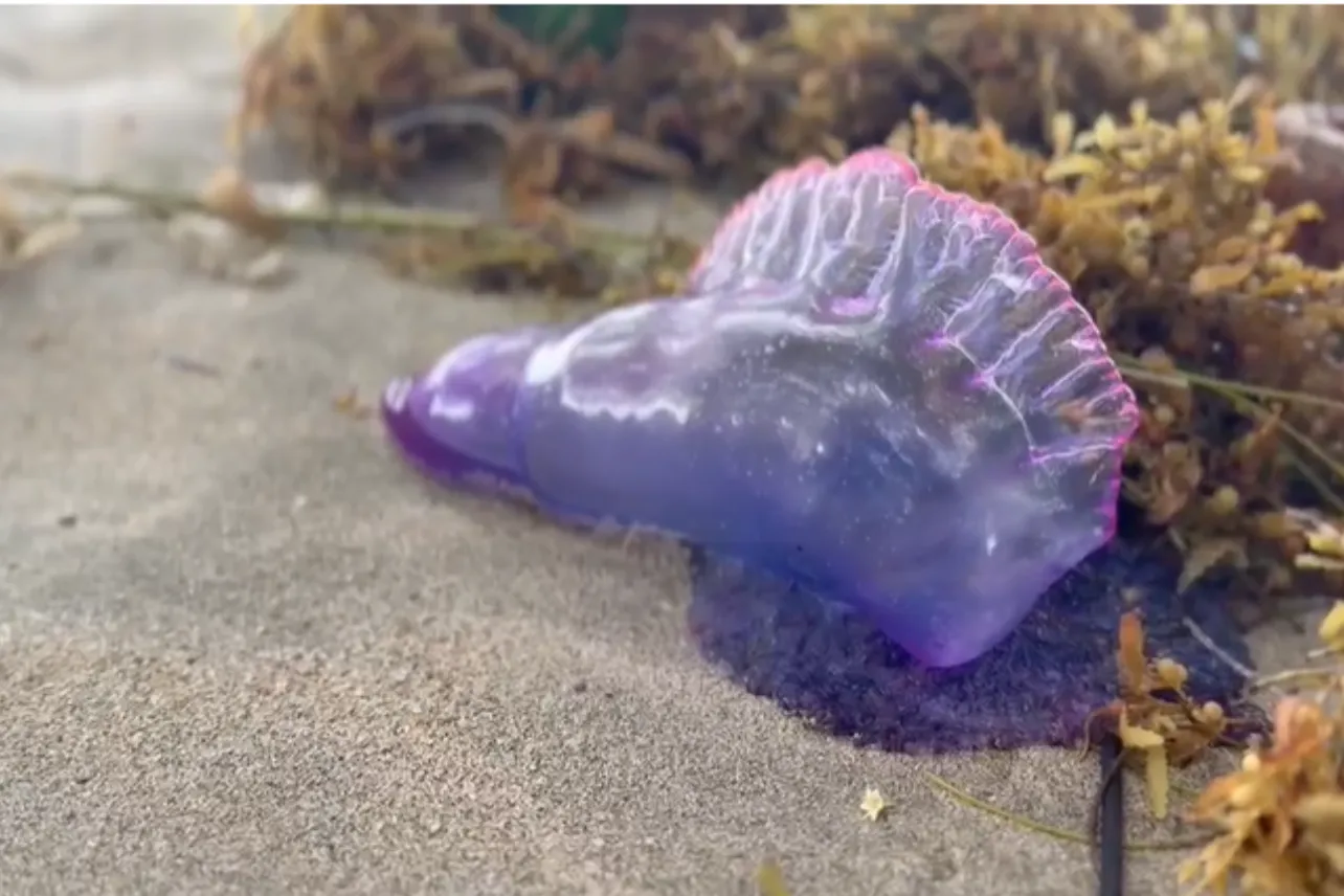 especie, marina, peligrosa, Cahuita, Caribe, noticias, Costa Rica
