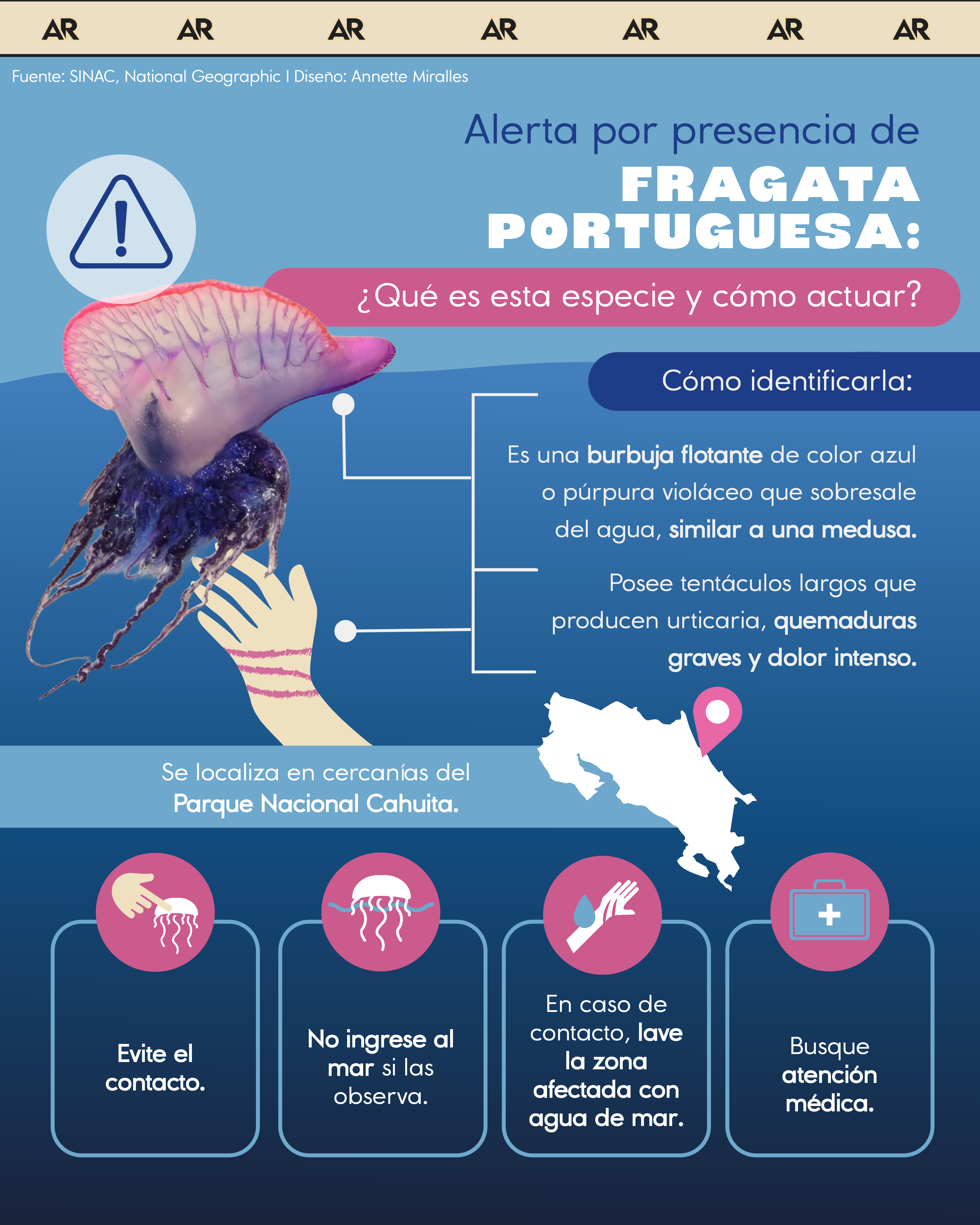 Alerta por presencia de fragata portuguesa: ¿Qué es esta especie y cómo actuar? 