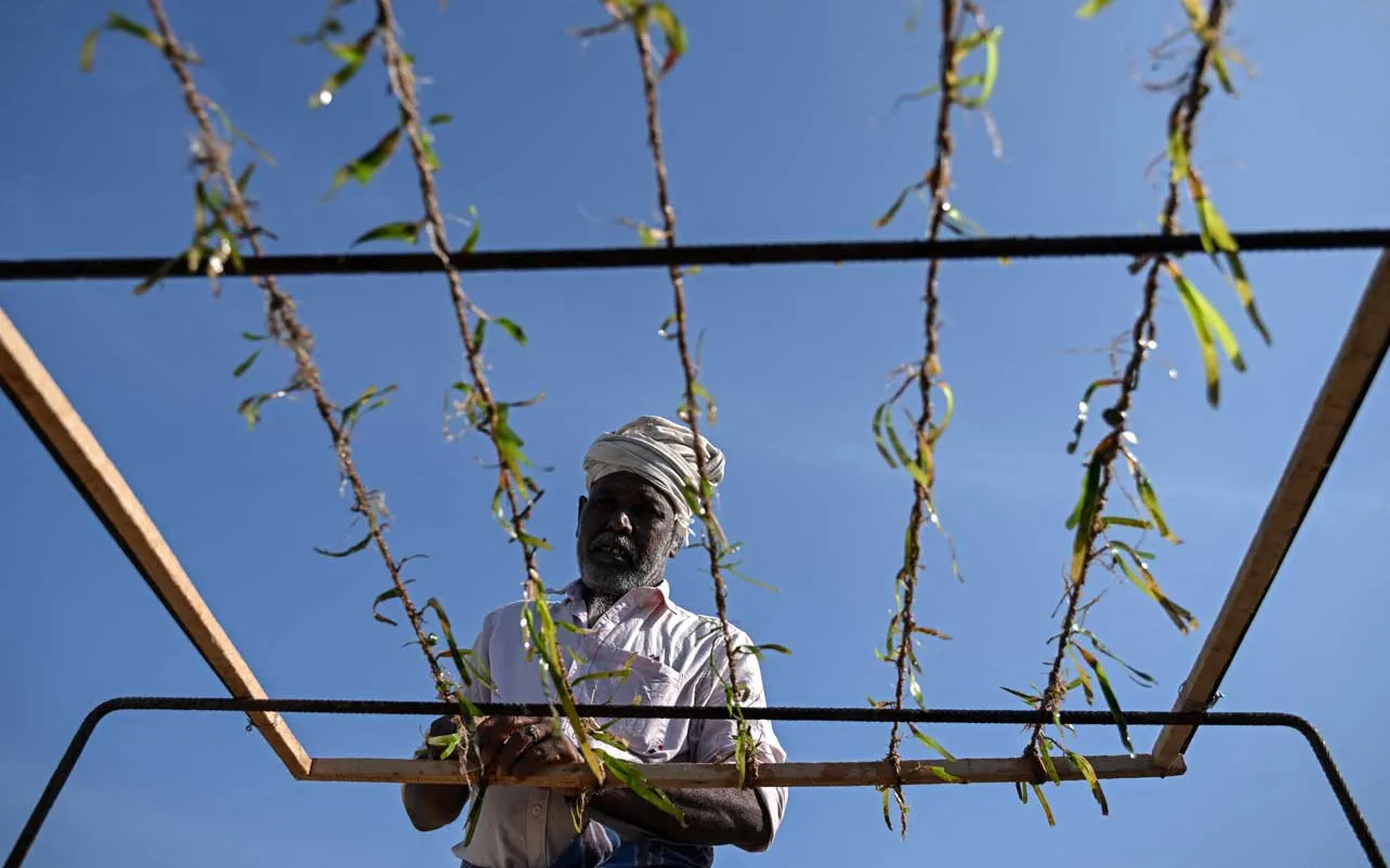 Proyecto de corales en India.