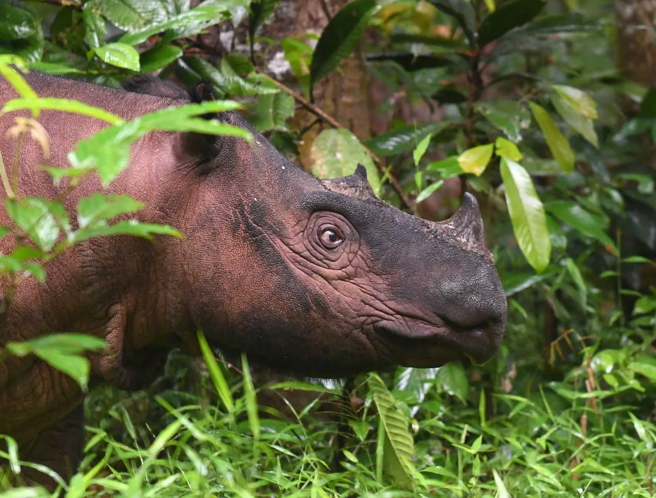 Rinoceronte de Sumatra, esperanza, peligro de extinción