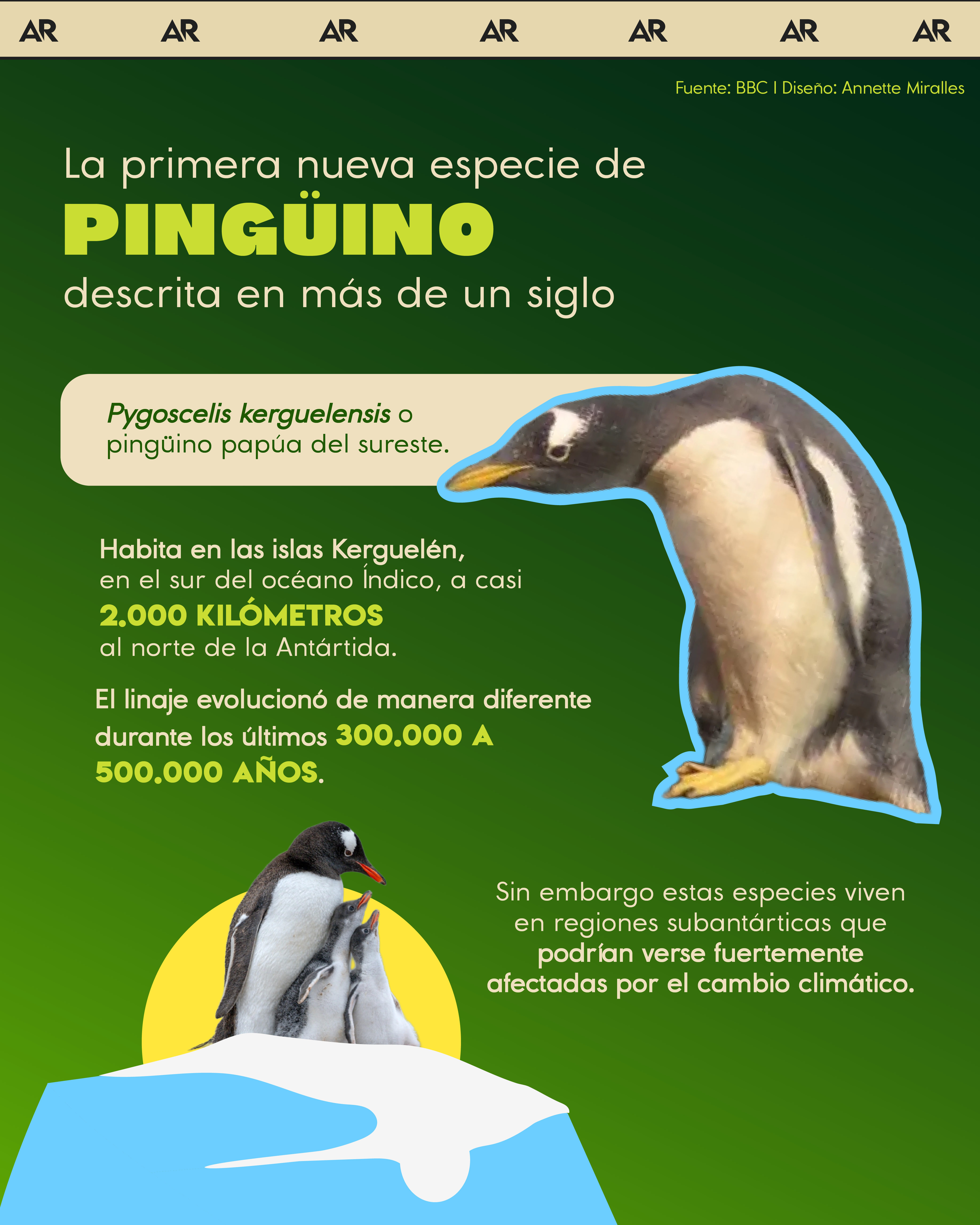 especie, pingüino, ambiente, noticias, Costa Rica 