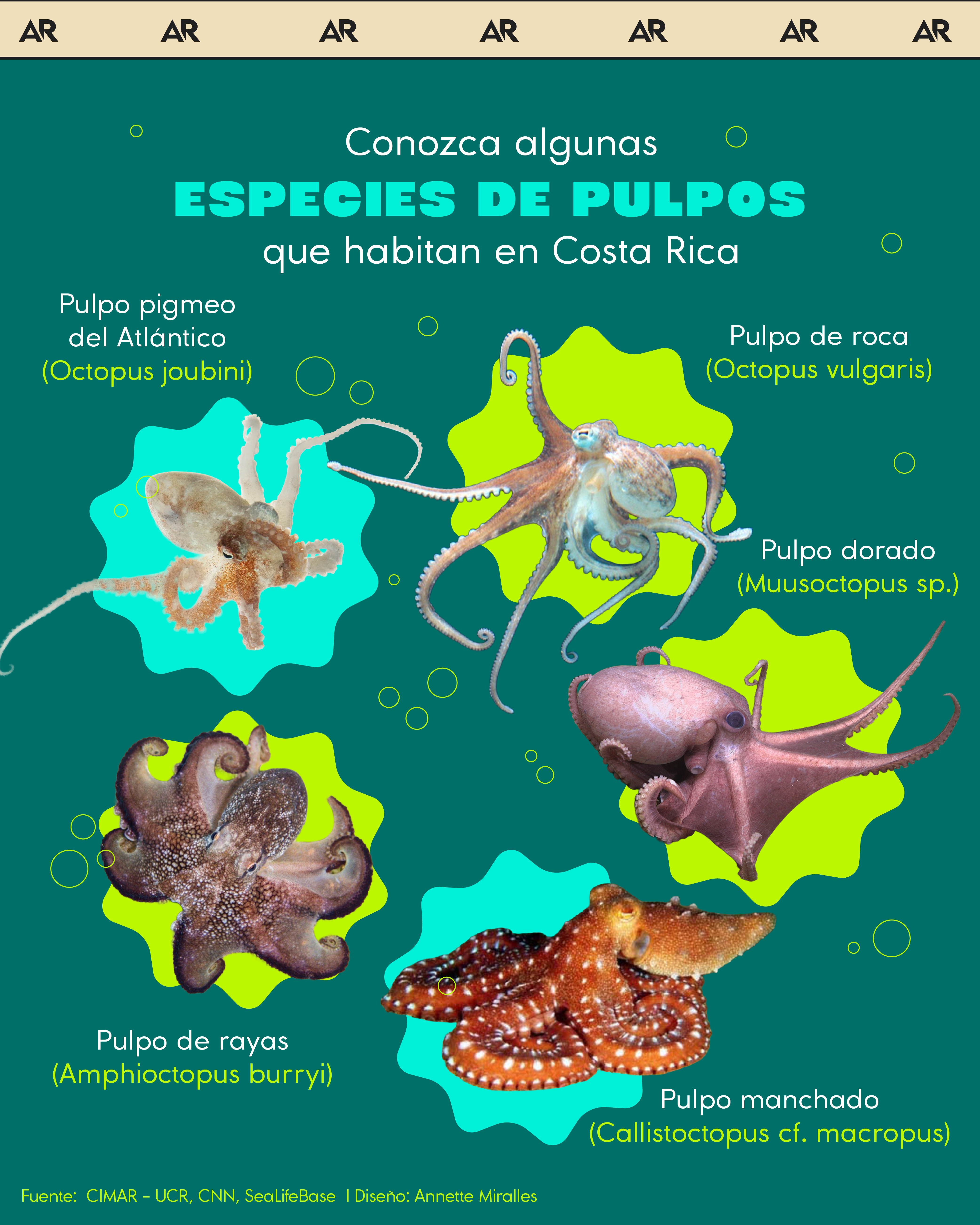 Conozca algunas especies de pulpos que habitan las aguas de Costa Rica