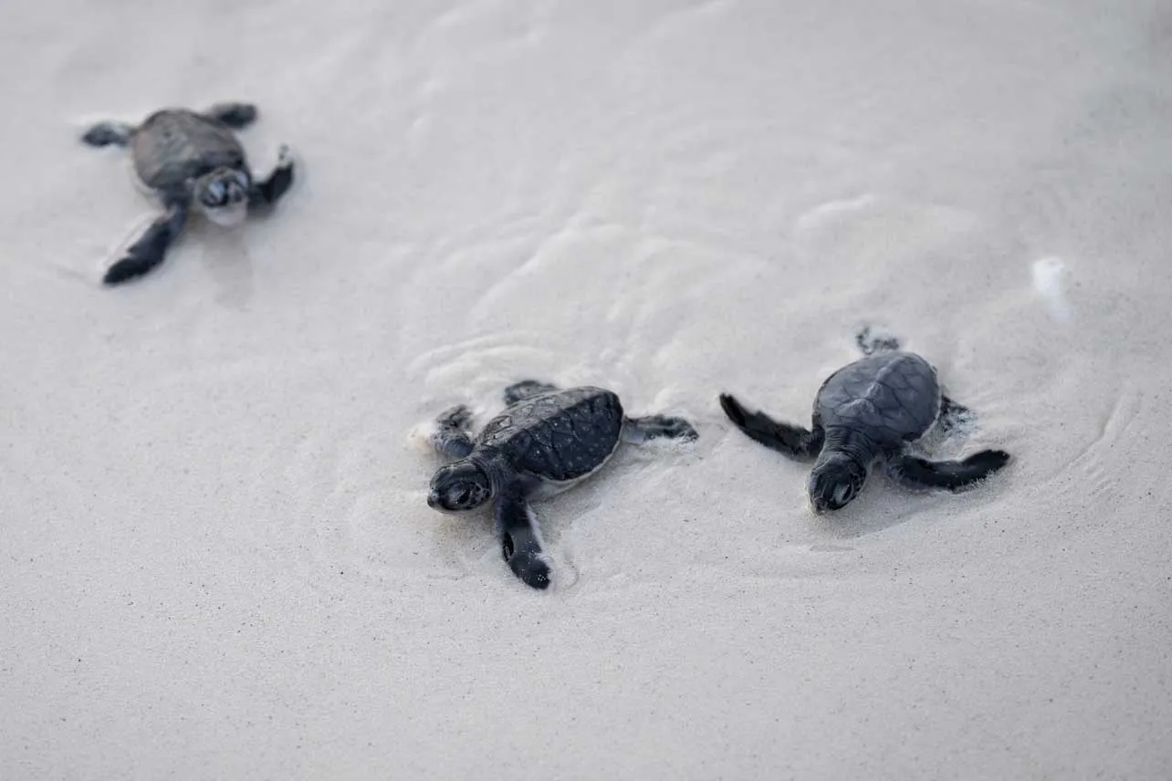 Tortugas verdes bebés.