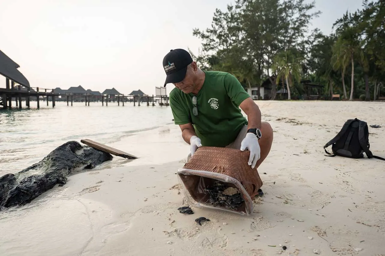 Un hombre libera en la playa a tortugas verdes.