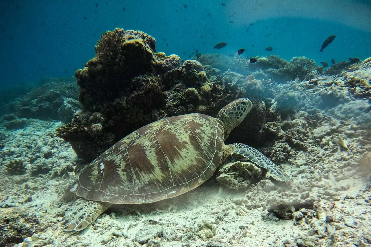 Tortuga verde en el fondo del mar.