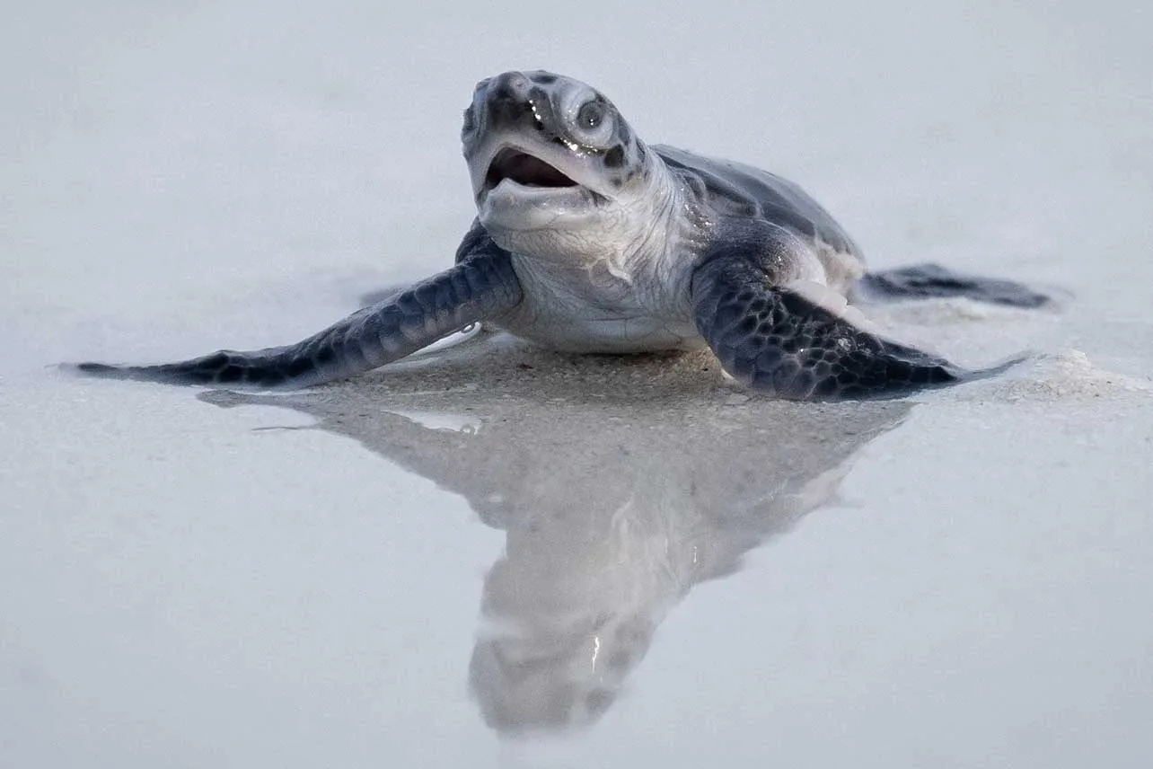 Tortuga verde bebé.