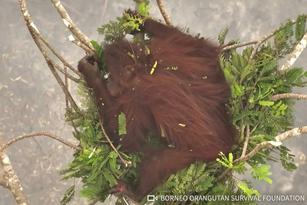 Orangután, Novita, rescate, Indonesia