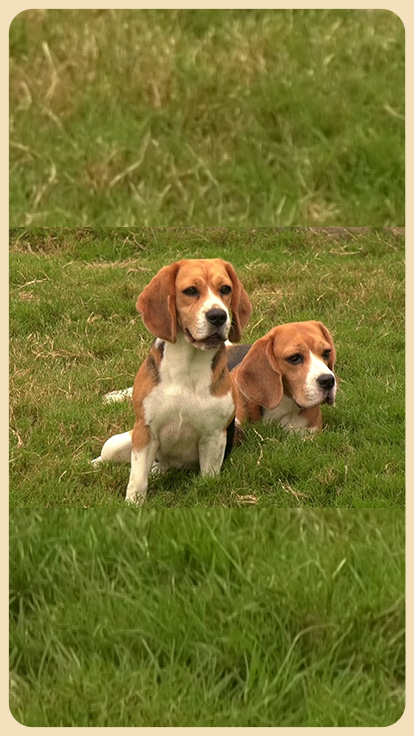 Perros sobre césped.