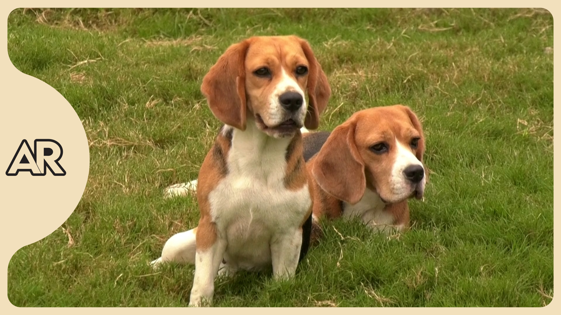 Perros e IA buscan detectar el cáncer mediante el olfato