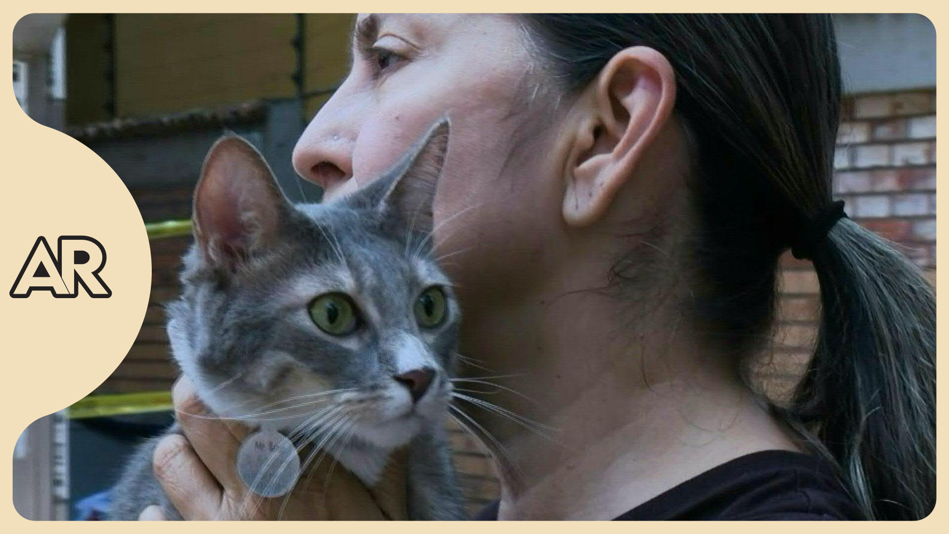 Polux, el gato rescatado de entre los escombros en Colombia