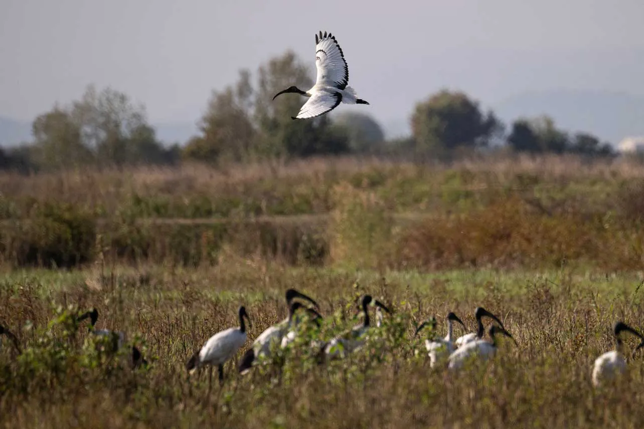 Aves alrededor de cultivo de arroz.