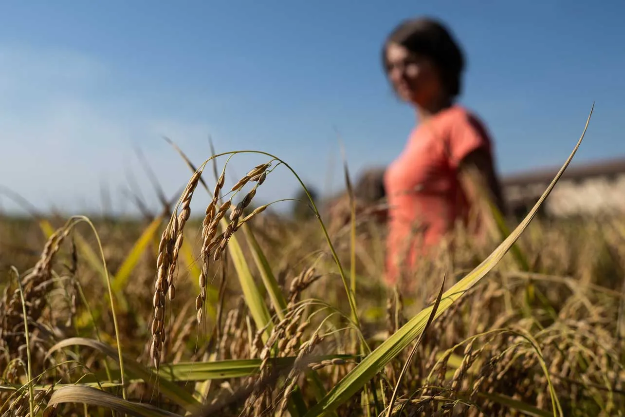 Mujer que cultiva arroz en Italia.