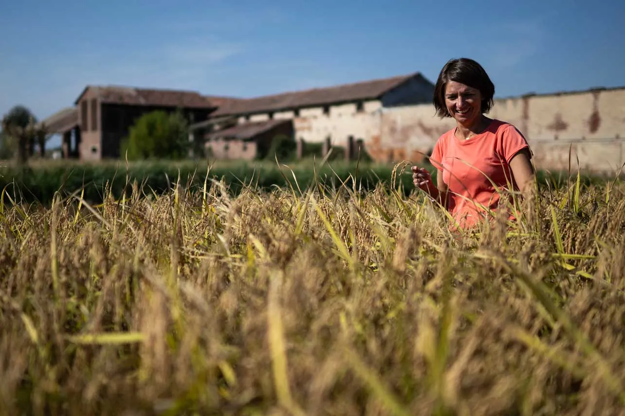 Mujer que cultiva arroz en Italia.