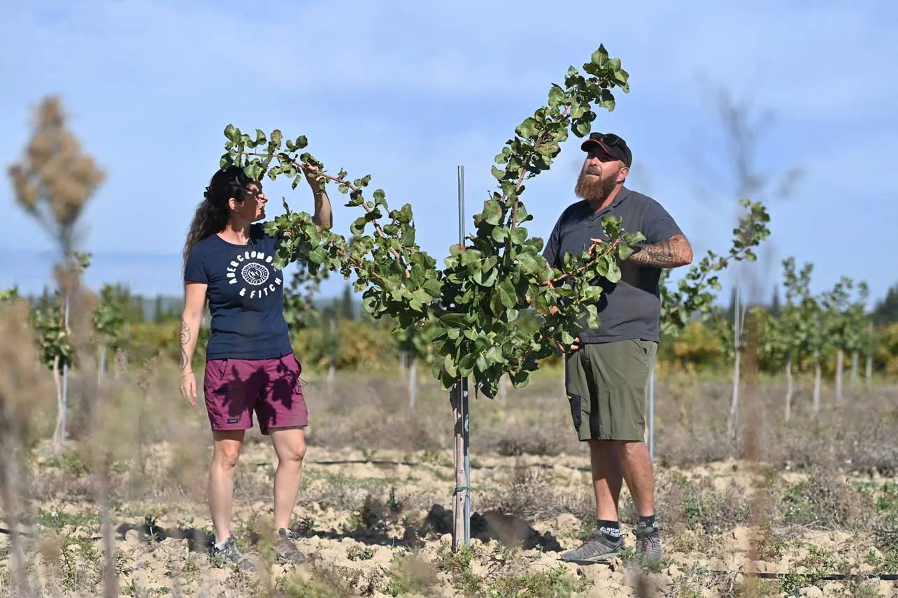 Un hombre y una mujer junto a una planta de pistacho.
