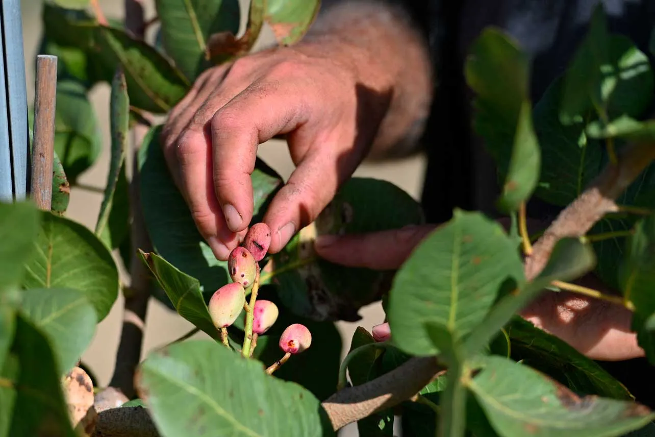 Una mano tomando un fruto de una planta de pistacho.