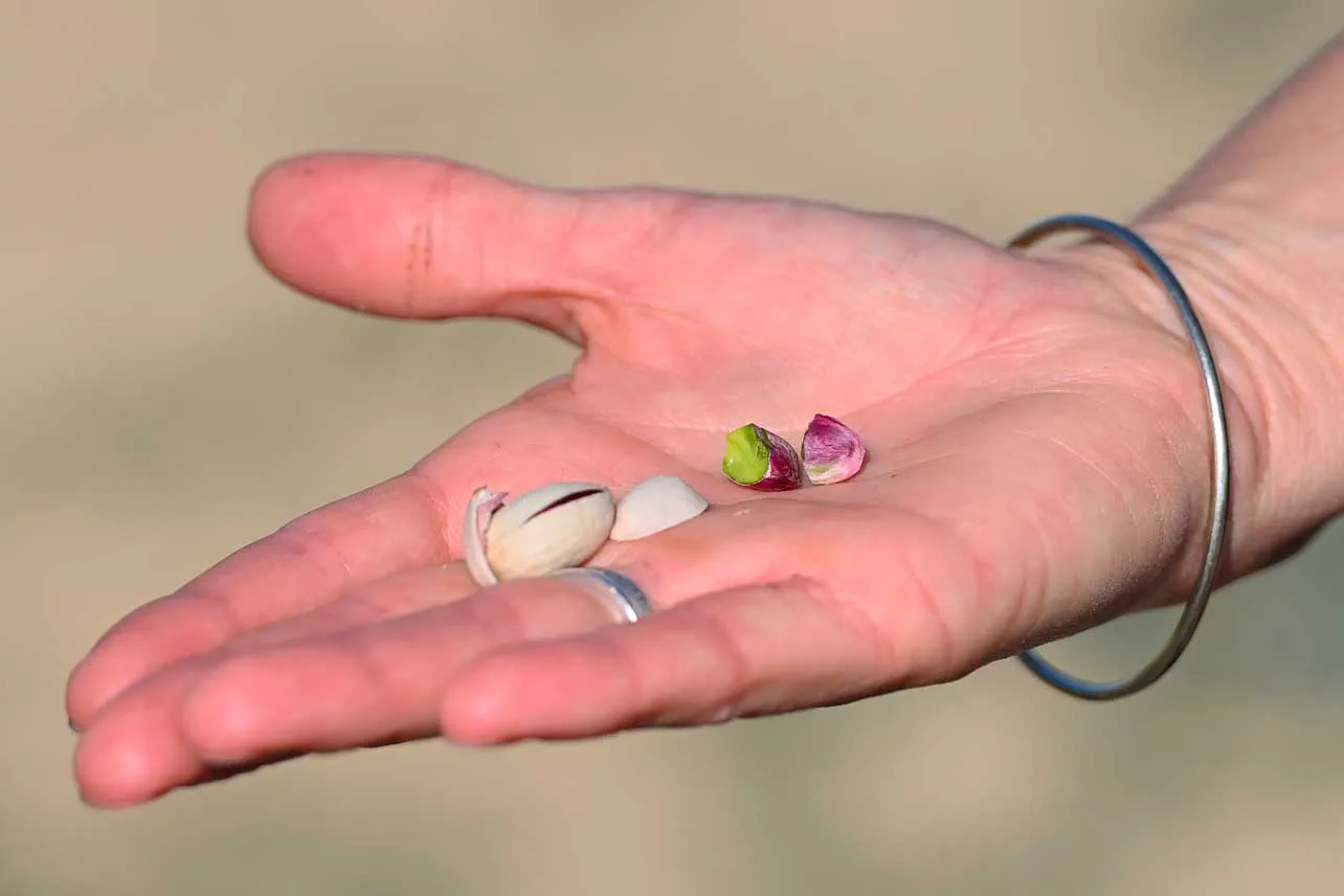 Semillas de pistacho en una mano.