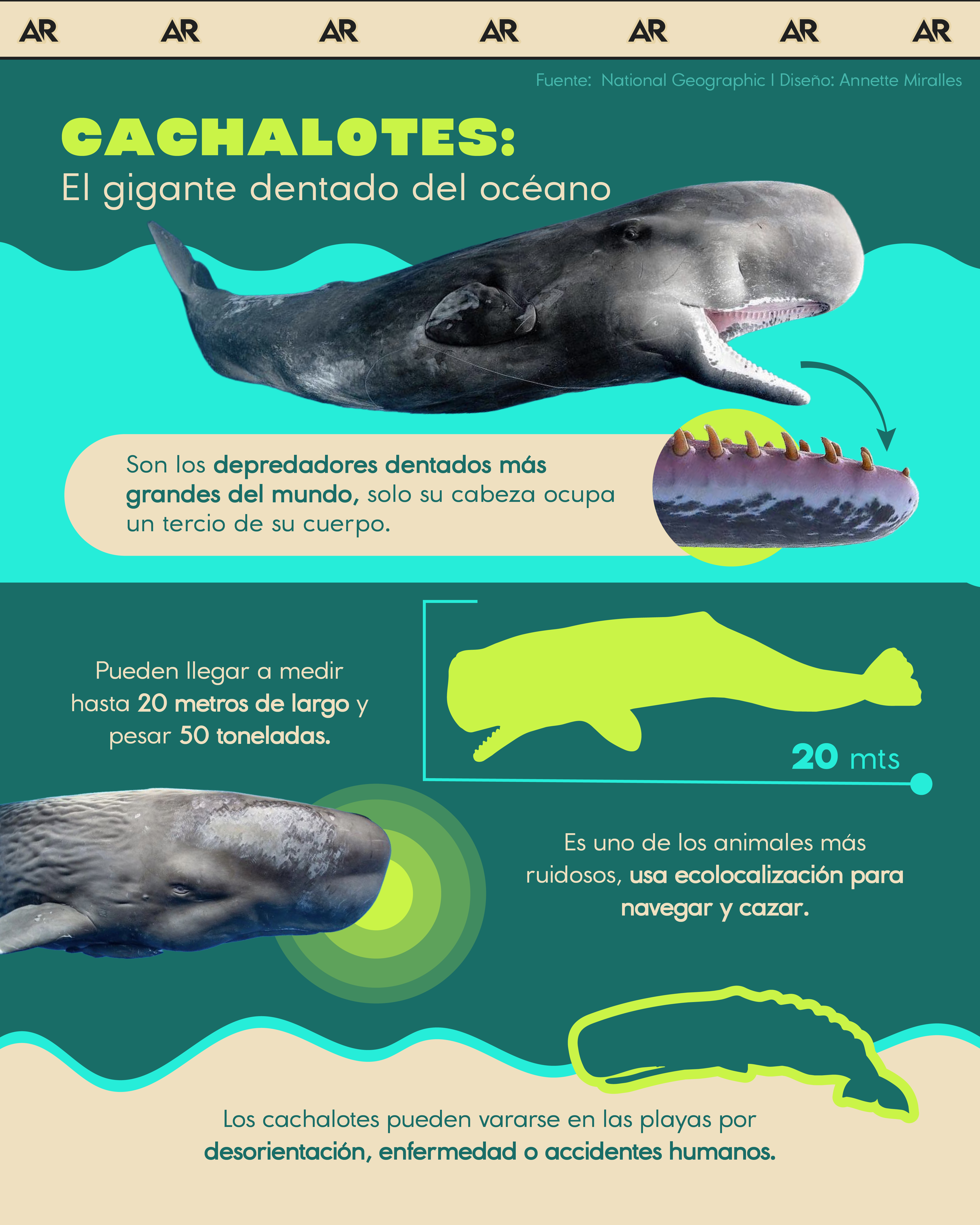 Cachalotes: El gigante dentado del océano