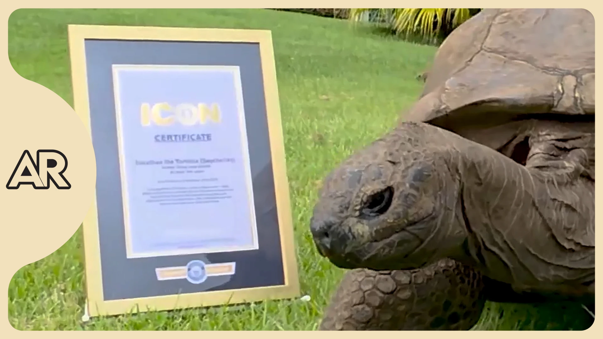 Jonathan: la tortuga que desafía al tiempo con casi 194 años