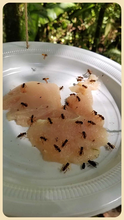 Abejas carroñeras.