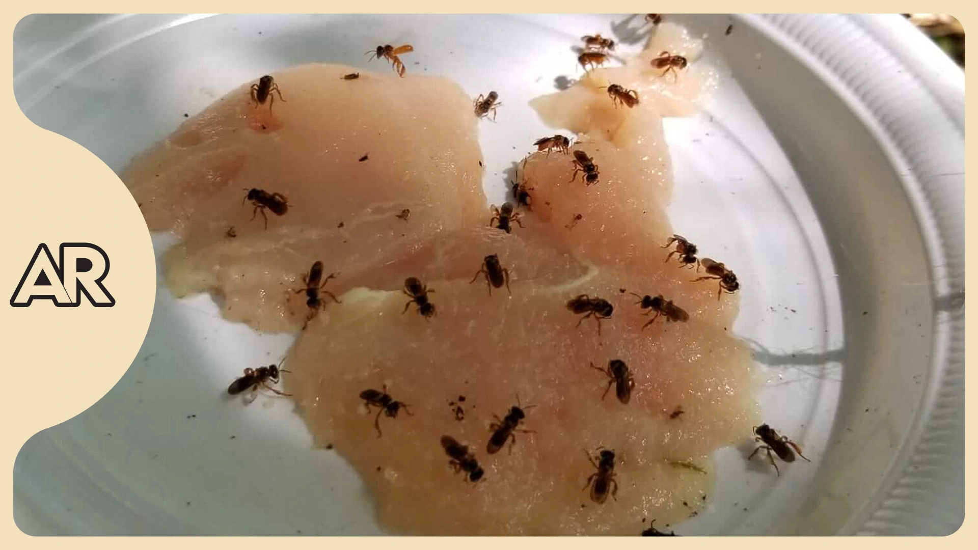 Abejas “buitre” revelan nuevas claves sobre la adaptación en bosques tropicales