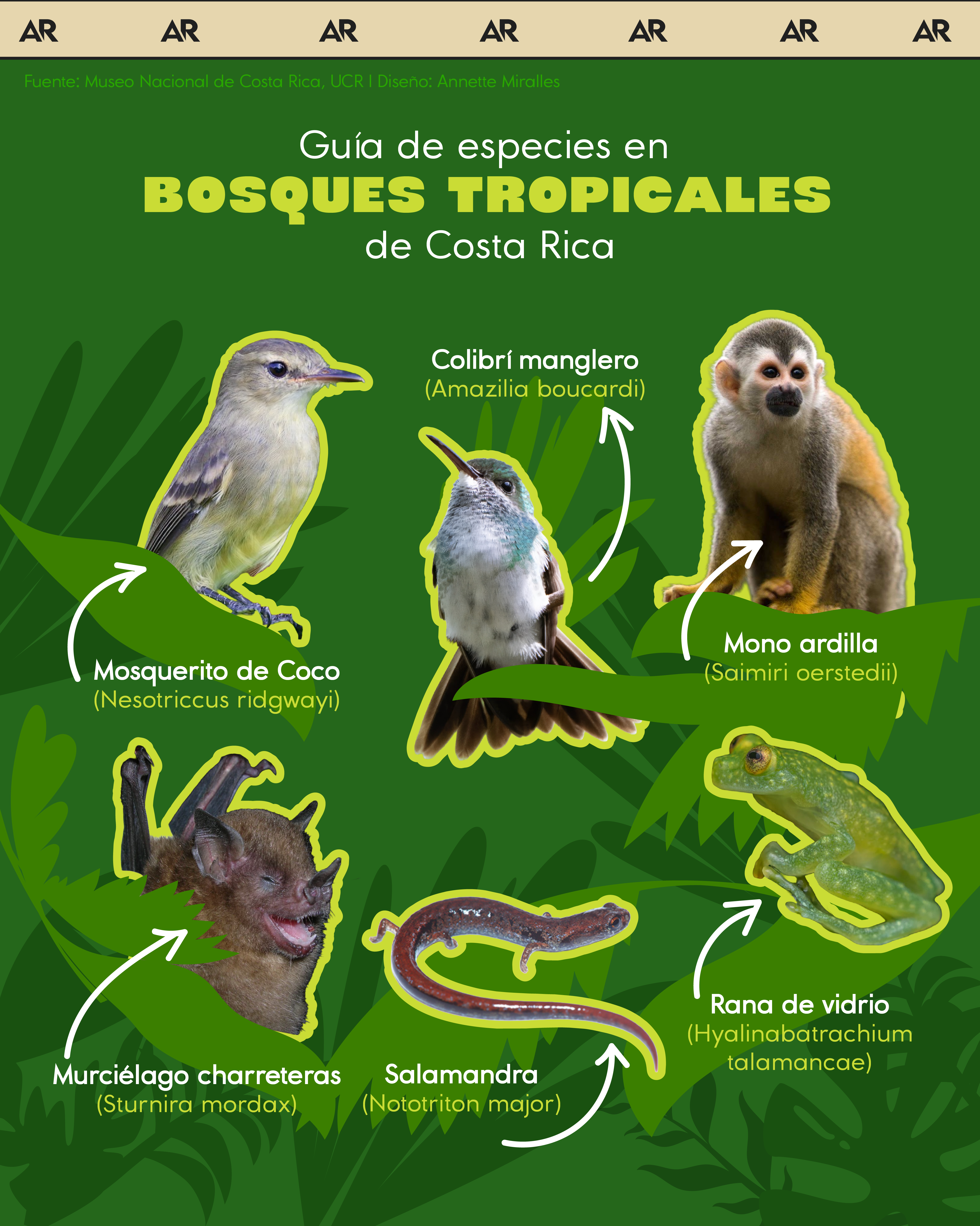 Guía de especies en bosques tropicales de Costa Rica