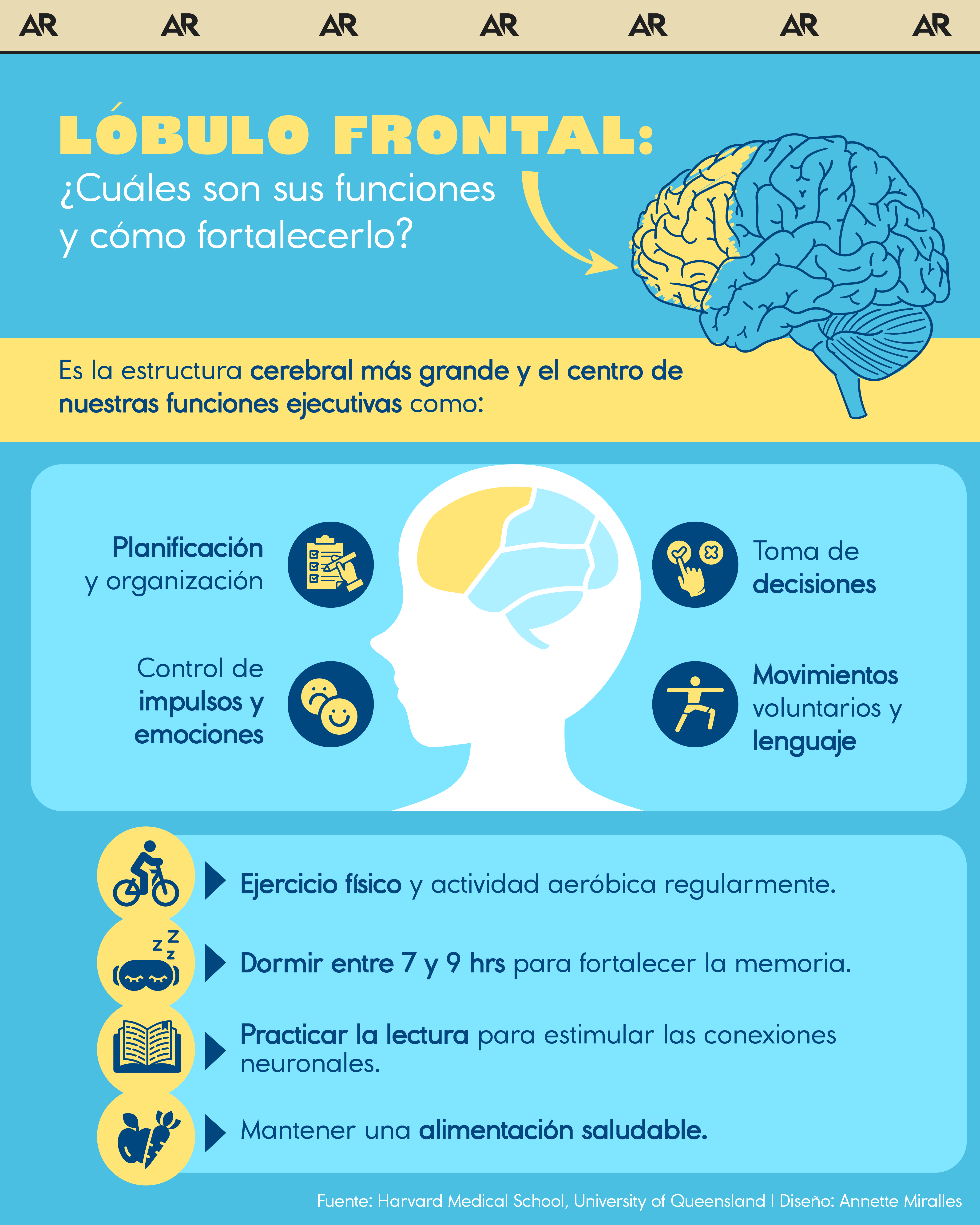 Lóbulo frontal: ¿Cuáles son sus funciones y cómo fortalecerlo?