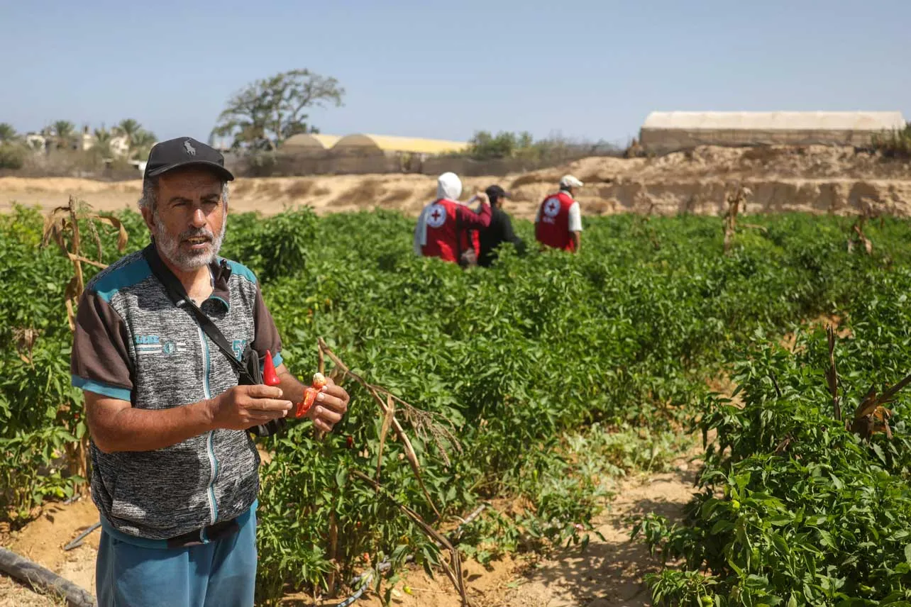 Un agricultor junto a cultivos en Gaza.
