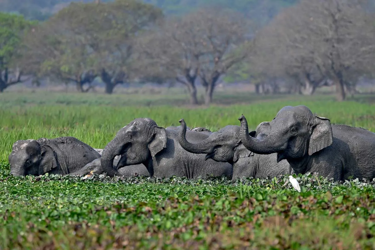 elefantes, India, protección