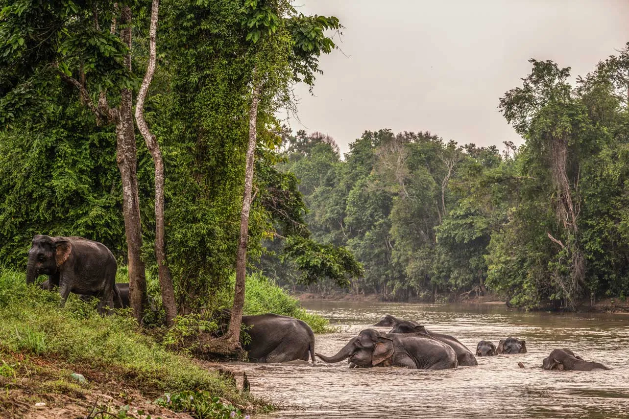 Elefantes de Borneo.