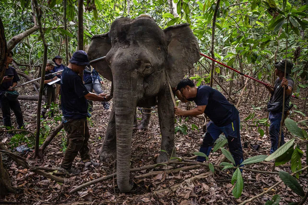Elefante siendo atendido por conservacionistas en Borneo.