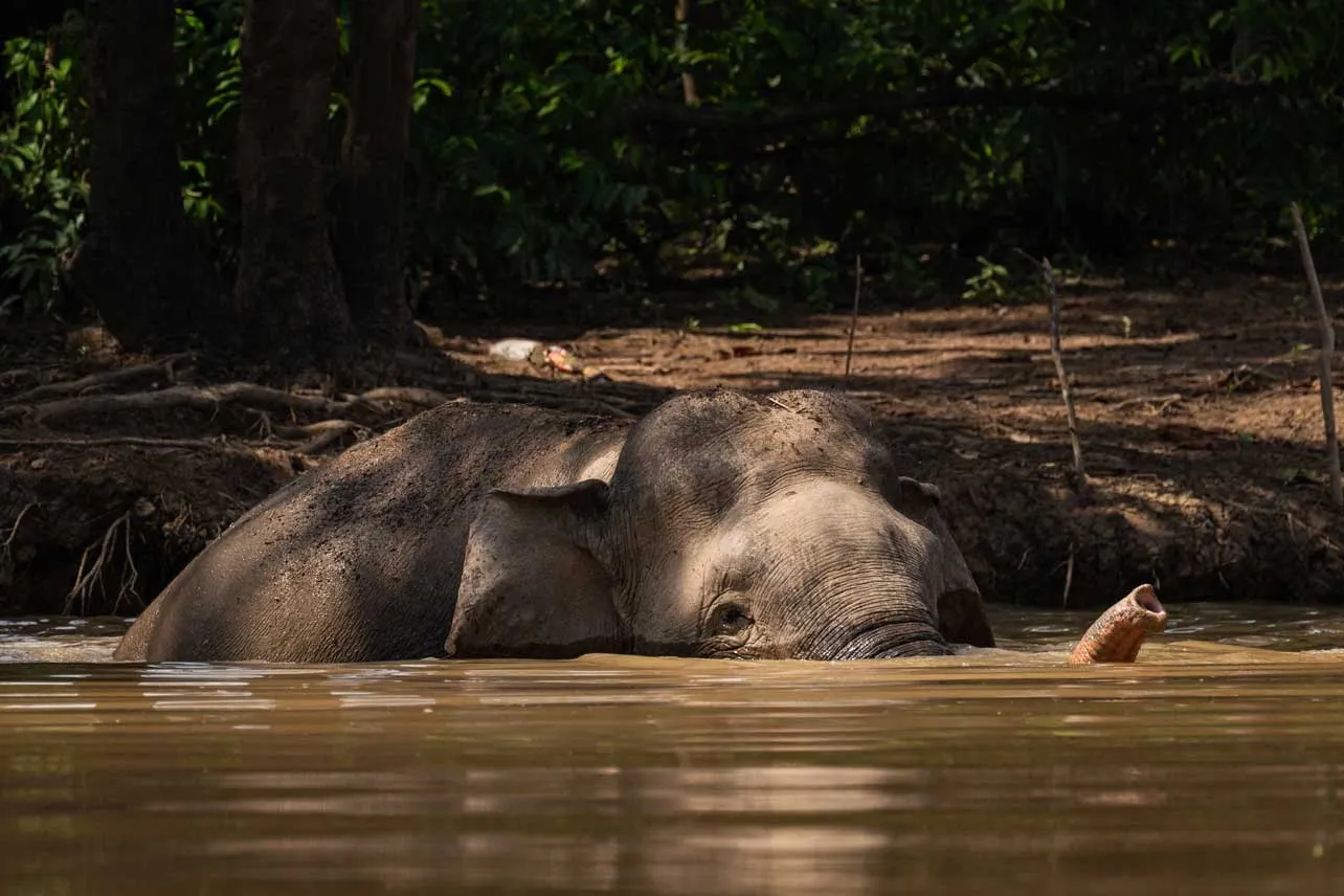 Elefante de Borneo.