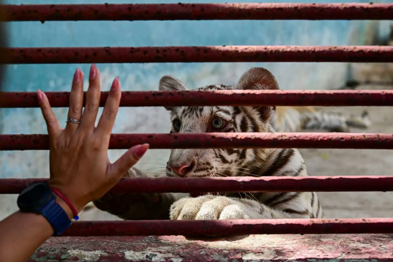 Una persona pone la mano en una reja tras la cual hay un tigre en el zoológico de Cuba.