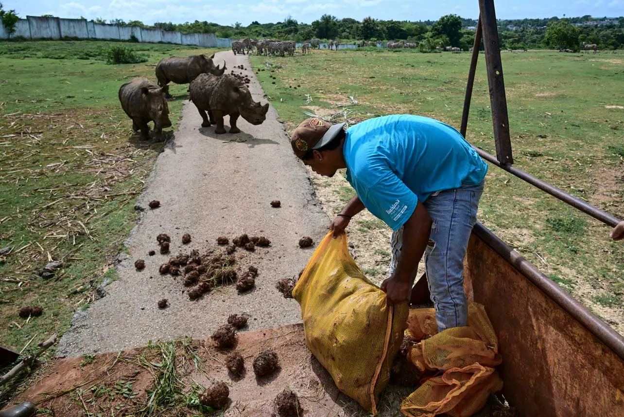Un cuidador tira alimento a los rinocerontes en zoológico de Cuba.