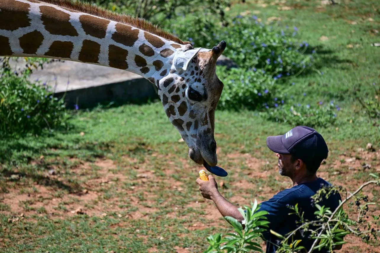 Cuidador de zoológico de Cuba alimenta a jirafa.