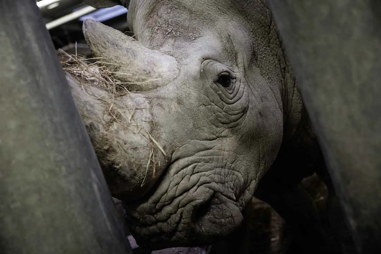 Rinoceronte, zoológico, París, México
