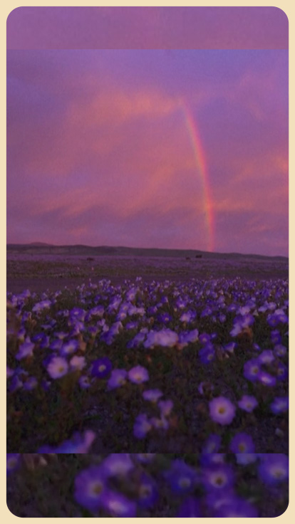 Flores en el desierto de Atacama.