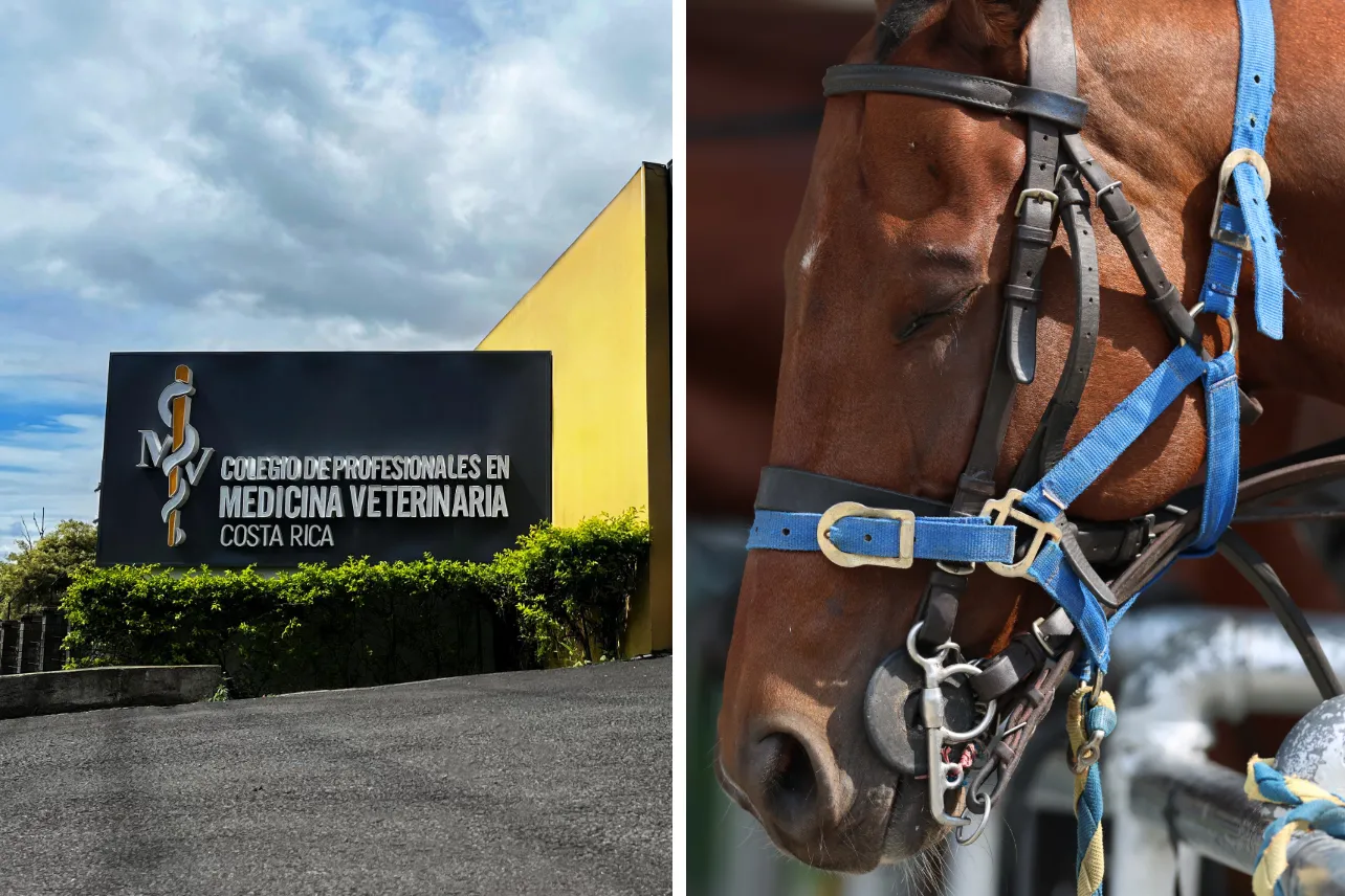 Médico veterinario, caballos, evento, colegio, noticias, Costa Rica