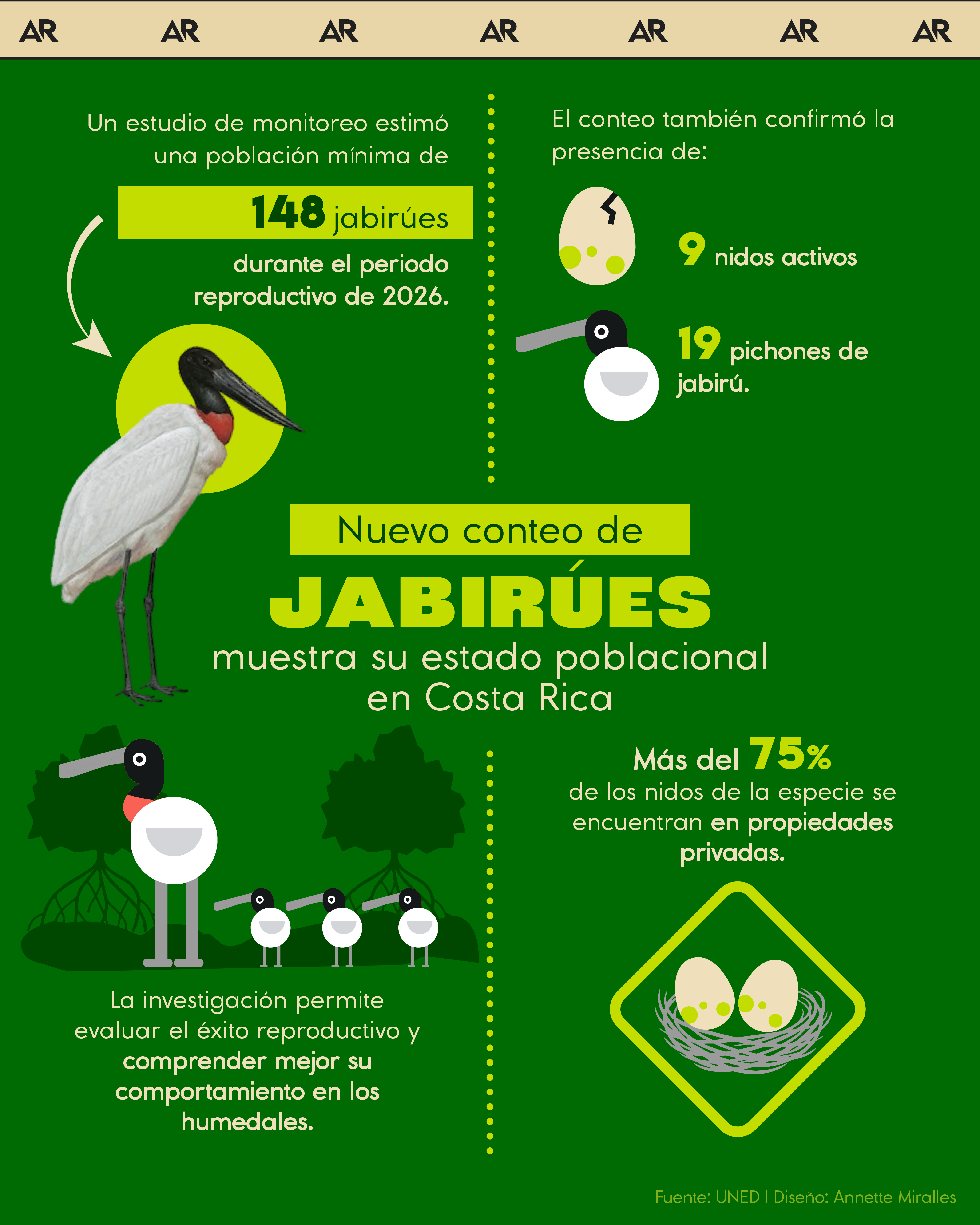 Nuevo conteo de Jabirúes muestra su estado poblacional en Costa Rica