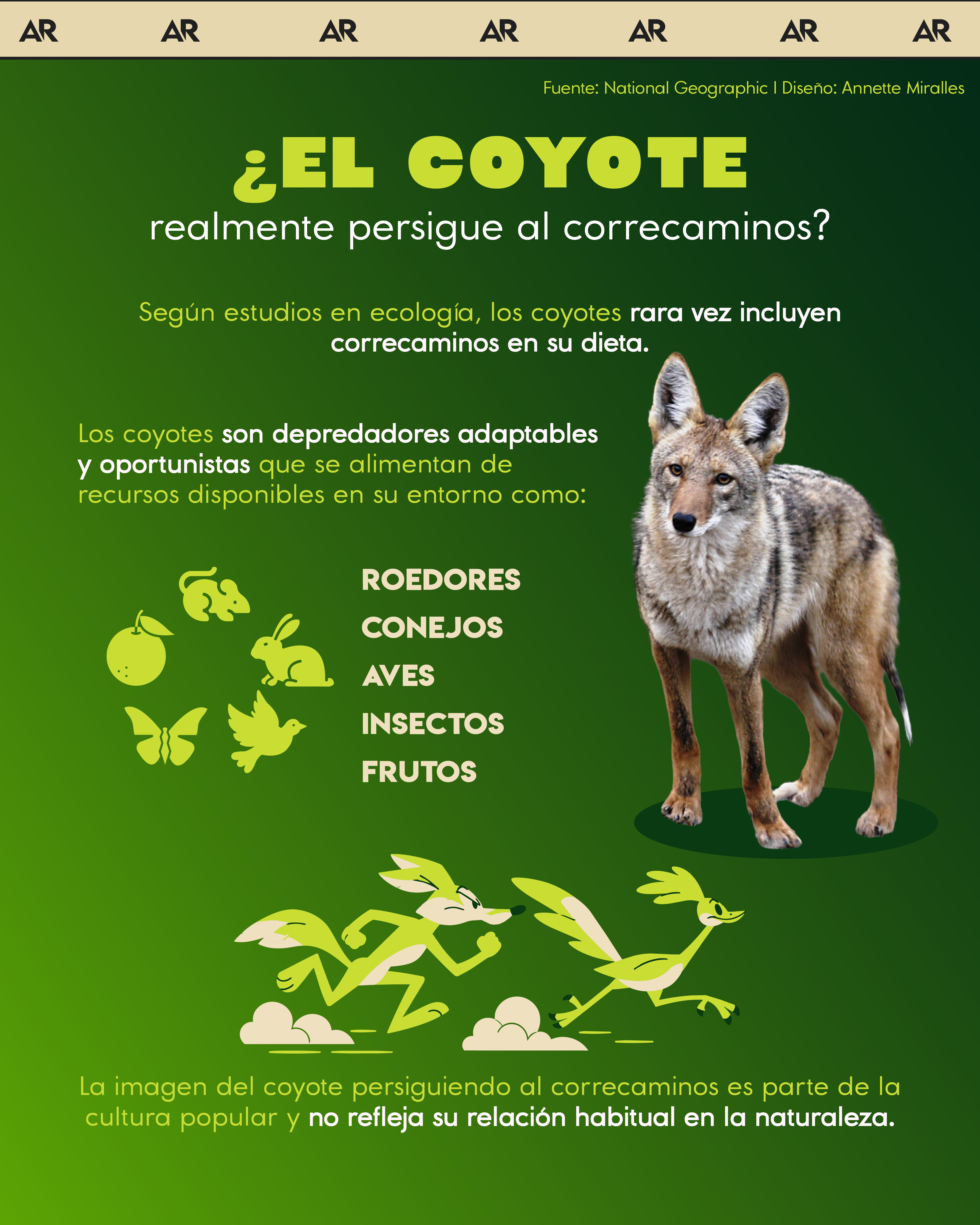 coyote, correcaminos, ambiente, noticias, Costa Rica 