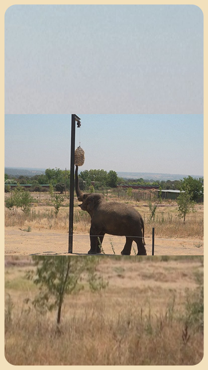 Elefante en zoologico de España.
