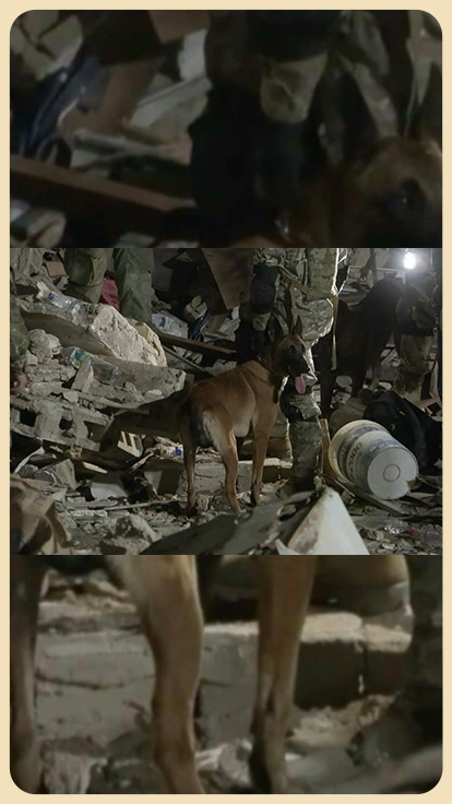Perro rescatista.
