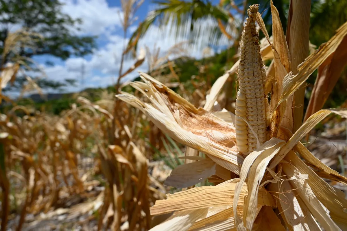 Afectación por El Niño en Centroamérica
