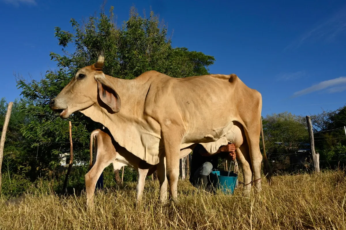 Afectación por El Niño en Centroamérica
