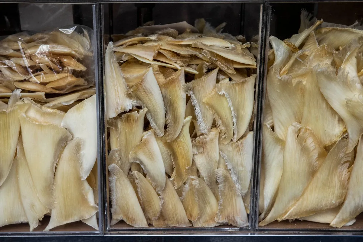 Aletas de tiburón