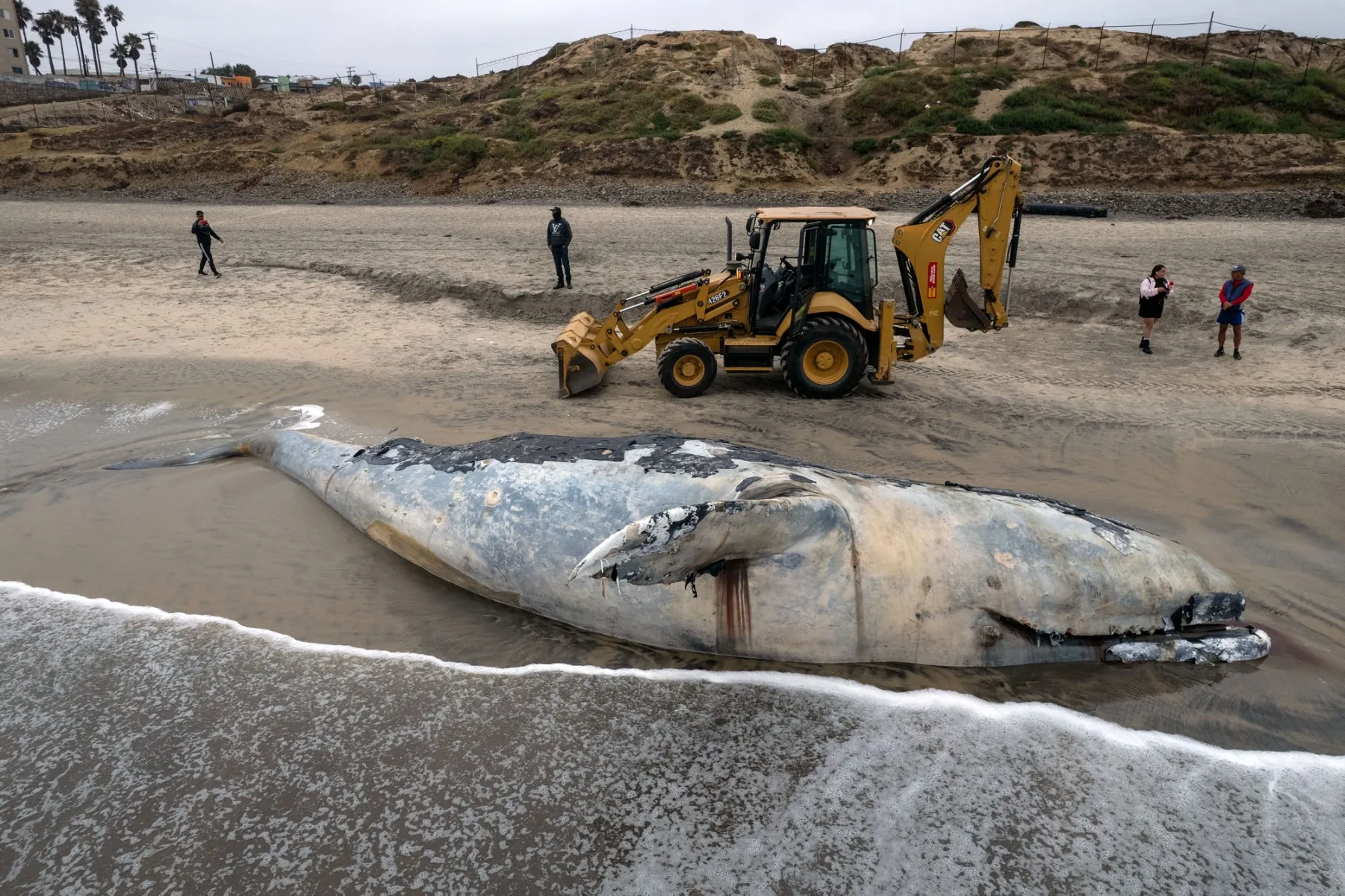 Ballena que murió en la costa de Baja California