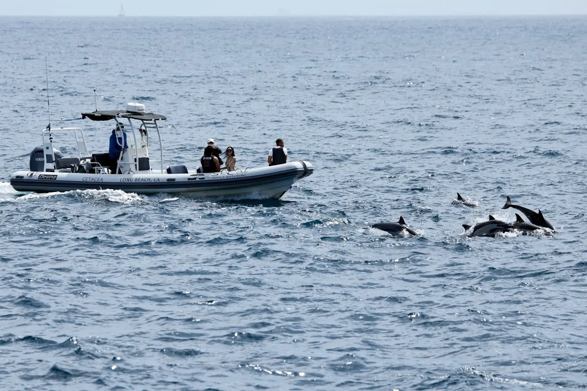 Delfines en California