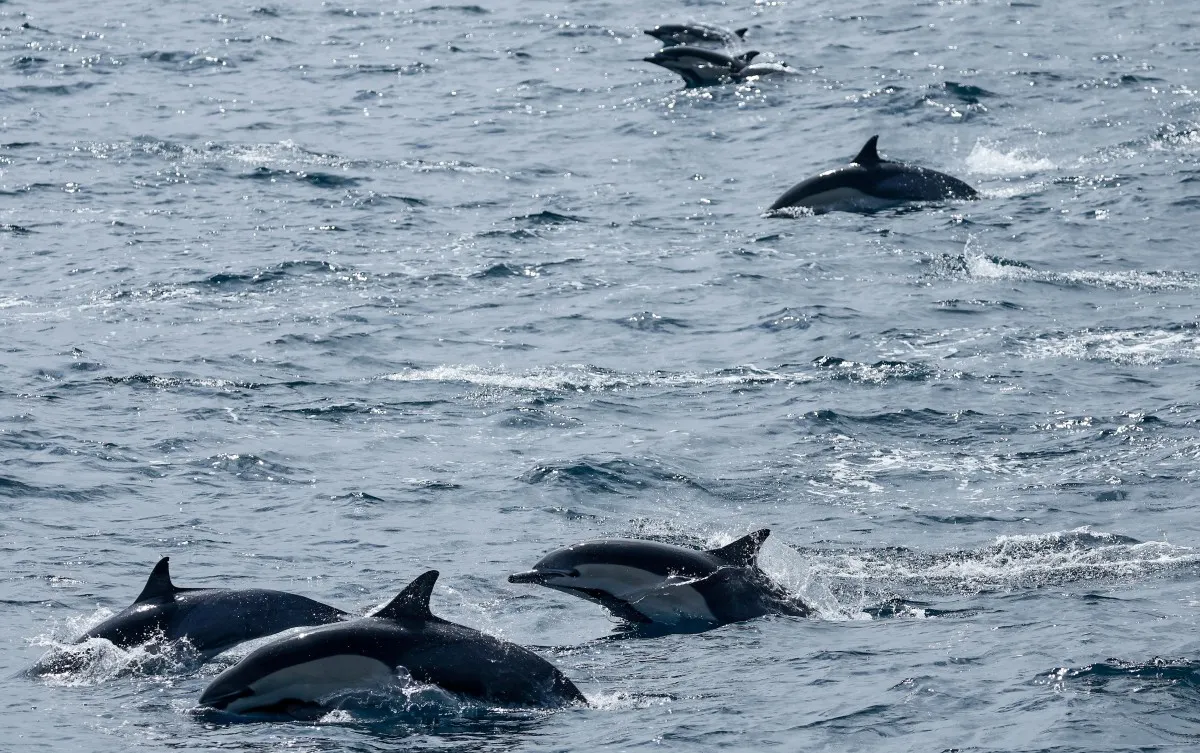 Delfines en California